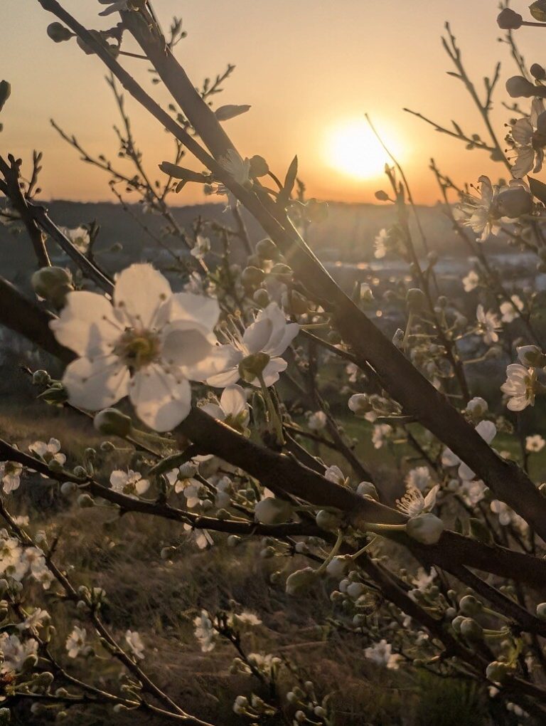 Saint-Valery-sur-Somme fête le printemps avec une grande parade fleurie et plusieurs animations samedi 28 mars