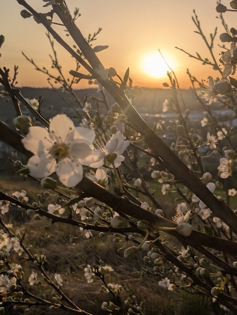 Saint-Valery-sur-Somme fête le printemps avec une grande parade fleurie et plusieurs animations samedi 28 mars