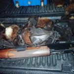 La province Nord s’inquiète de l’augmentation des cas de braconnage