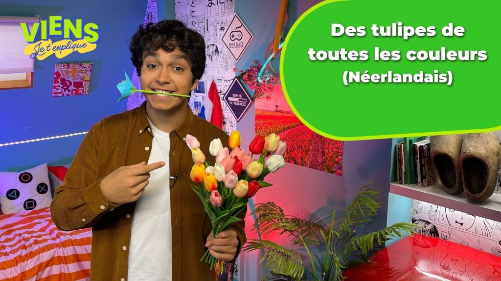 Explore les tulipes colorées des Pays-Bas : vocabulaire et quiz dans Viens, je t'explique