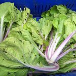 Le syndicat des agriculteurs de Polynésie (SAP) a tenu une conférence de presse pour réaffirmer son mécontentement et proposer des mesures de “co-construction” (Crédit : Anne-Charlotte Lehartel).