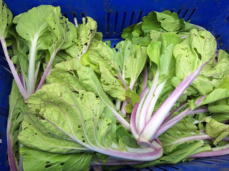 Le syndicat des agriculteurs de Polynésie (SAP) a tenu une conférence de presse pour réaffirmer son mécontentement et proposer des mesures de “co-construction” (Crédit : Anne-Charlotte Lehartel).