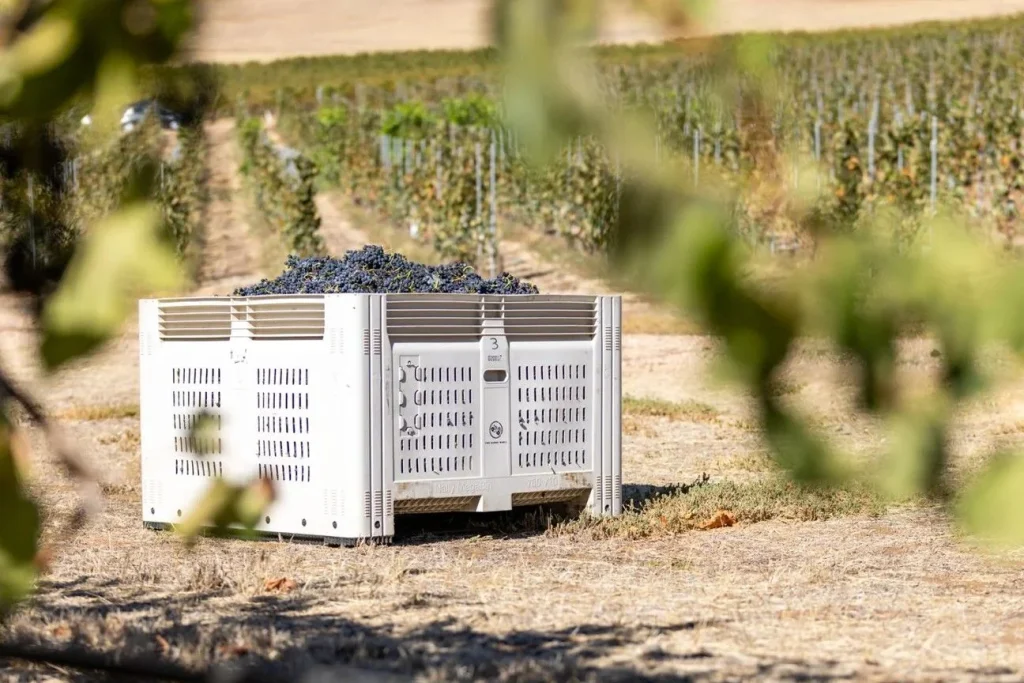 Le cépage comme critère fiable : analyse de la syrah et de ses caractéristiques