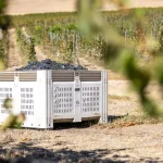 Le cépage comme critère fiable : analyse de la syrah et de ses caractéristiques