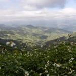 Opium en Thaïlande : prospérité dans les montagnes face à la guerre au Myanmar