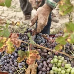 L'assemblage des cépages : clé de l'expression du vin