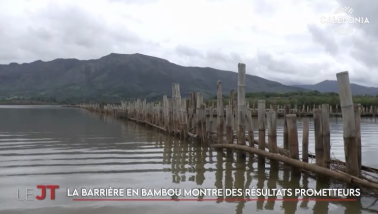 Thio solidaire envers ses habitants, une barrière en bambou dans la mangrove… Le JT de Caledonia du lundi 2 mars