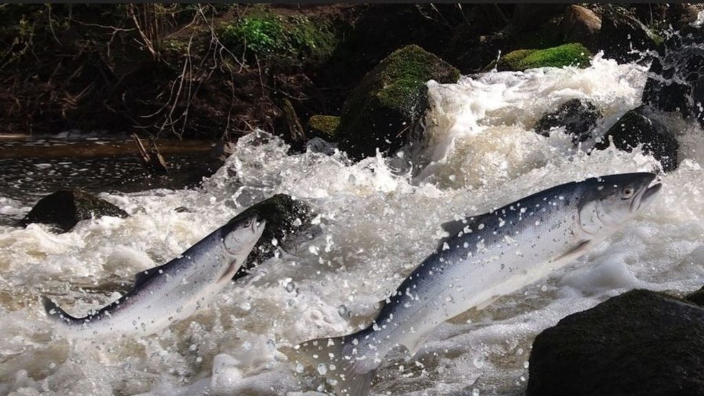 Disparition du saumon sauvage en France : peut-on encore l'éviter ?