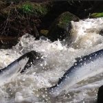 Disparition du saumon sauvage en France : peut-on encore l'éviter ?