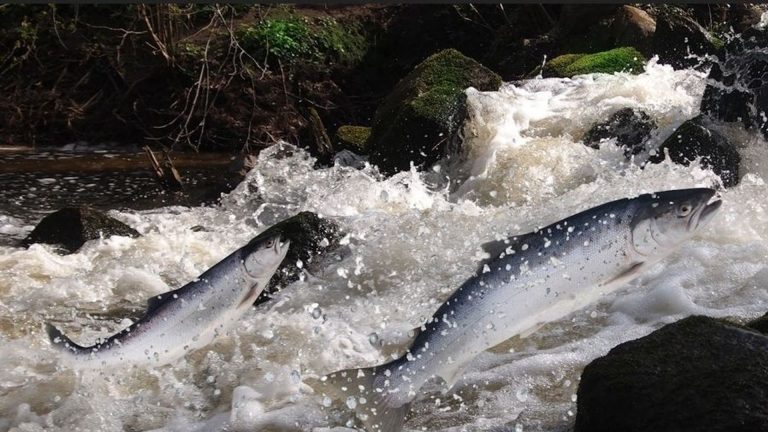 Disparition du saumon sauvage en France : peut-on encore l'éviter ?