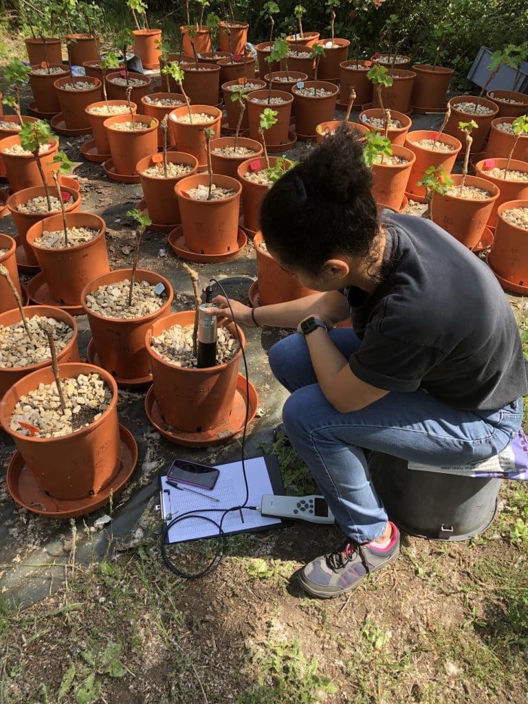 Viticulture et santé des sols : alternatives au cuivre explorées par l'IMBE
