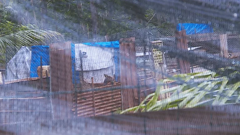 Afaahiti : le Pays ordonne la fermeture du chenil illégal