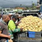 Au Morne-Rougela christophine à prix cassé fait le plein