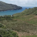 « Contribuer à rendre le Pays plus autonome en terme alimentaire » : aux Marquises, immersion dans le verger de Manate Vivish