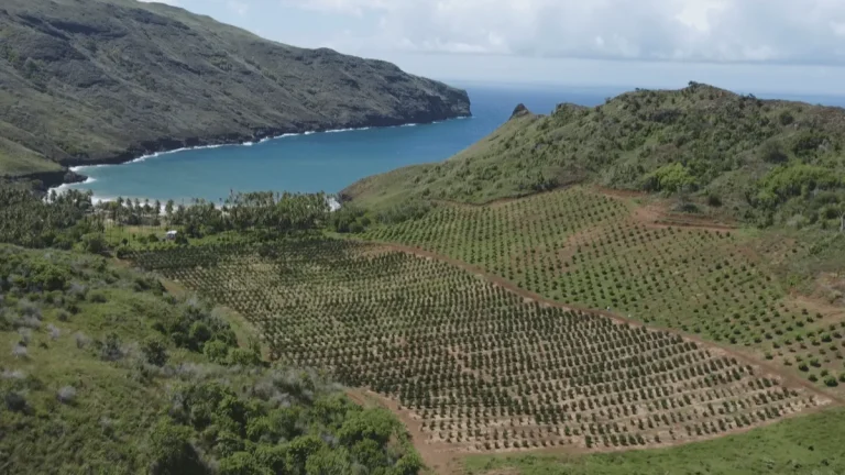 « Contribuer à rendre le Pays plus autonome en terme alimentaire » : aux Marquises, immersion dans le verger de Manate Vivish