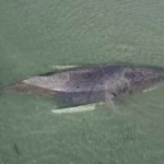 Baleine échouée en Allemagne : les raisons de son non-sauvetage après sa libération