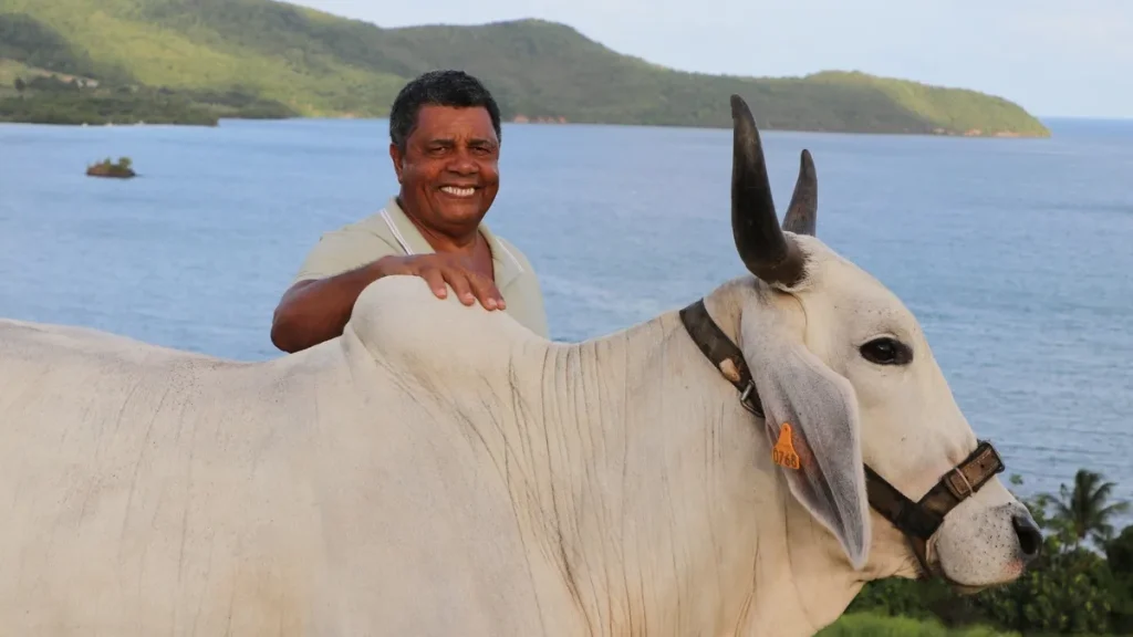 Biguine et le Salon de l'agriculture 2026 : quelles perspectives pour les éleveurs martiniquais ?