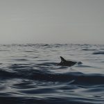 Cétacés : L'Association Recherche Insulaire (CARI) pour la préservation des mammifères marins