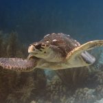 Cétacés : L'Association Recherche Insulaire (CARI) pour la protection des mammifères marins