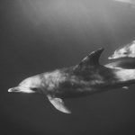 Cétacés : L'Association de Recherche Insulaire CARI dévoile ses nouvelles découvertes