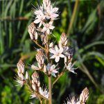 Couvée de grèbes castagneux dans la zone humide de la Viva à Porticcio