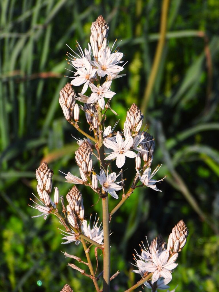 Couvée de grèbes castagneux dans la zone humide de la Viva à Porticcio