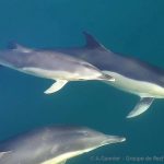 Captures de dauphins communs : Étude du Groupe de Recherche sur les Cétacés