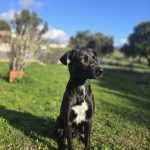 Découvrez le Refuge de Caldaniccia : un havre de paix en pleine nature