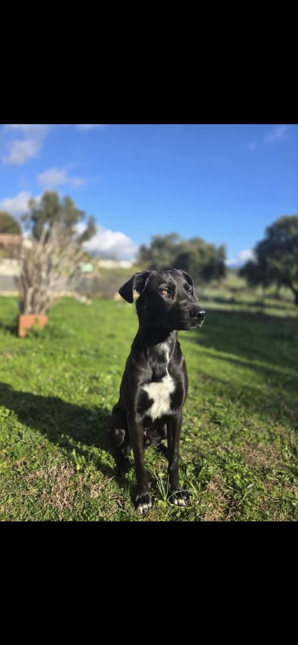 Découvrez le Refuge de Caldaniccia : un havre de paix en pleine nature
