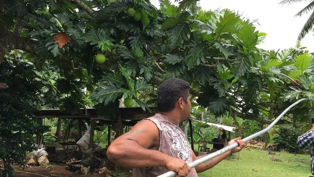 Enquête sur l'alimentation et l'agriculture locale à Wallis et Futuna