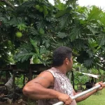 Enquête sur l'alimentation et l'agriculture locale à Wallis et Futuna