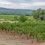 Étude sur les cépages anciens résilients dans un domaine viticole du Var