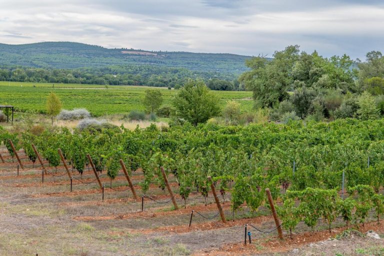 Étude sur les cépages anciens résilients dans un domaine viticole du Var