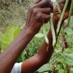 Sri Lanka : des paysannes créent une ferme agroécologique communautaire sur un demi-hectare