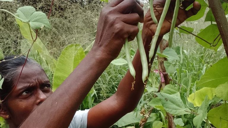 Sri Lanka : des paysannes créent une ferme agroécologique communautaire sur un demi-hectare