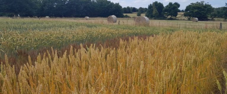 Aides 2026 : filière céréales, MAEC, PAC et autres dispositifs