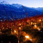 Gel nocturne : les arboriculteurs valaisans en action pour protéger leurs cultures