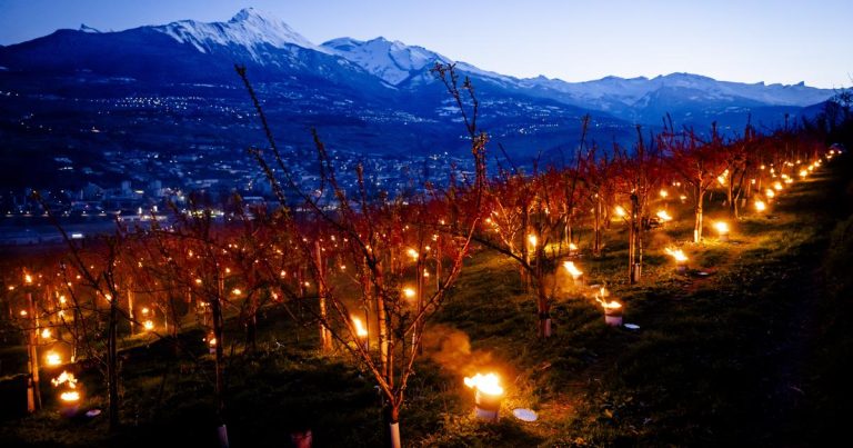 Gel nocturne : les arboriculteurs valaisans en action pour protéger leurs cultures