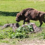 Un train tue trois bisons rares en Pologne, un incident préoccupant pour la faune locale.