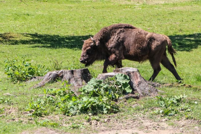 Un train tue trois bisons rares en Pologne, un incident préoccupant pour la faune locale.