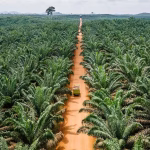 Huile de palme, cacao, café : qui s'occupera des grandes plantations tropicales de demain ?