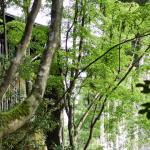 Imperial Hotel à Tokyo et Aman à Kyoto : exploration des palaces emblématiques du Japon