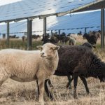 Le producteur d’énergies renouvelables JP Énergie Environnement affiche de nouvelles ambitions dans l’agrivoltaïsme
