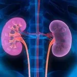 Journée mondiale du rein : sensibiliser la population à une maladie souvent silencieuse