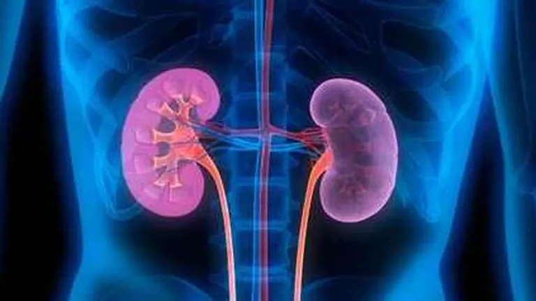 Journée mondiale du rein : sensibiliser la population à une maladie souvent silencieuse