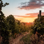 La Clape : un massif viticole reconnu pour ses vins de qualité