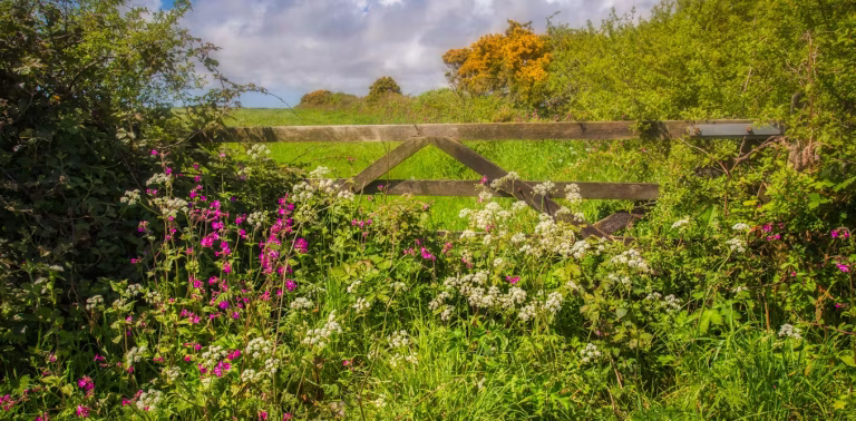 La peste décime la population mondiale et entraîne une chute paradoxale de la biodiversité