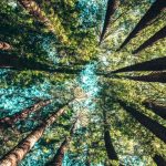 Le CAC40 accuse un retard dans ses plans de transition écologique et de biodiversité