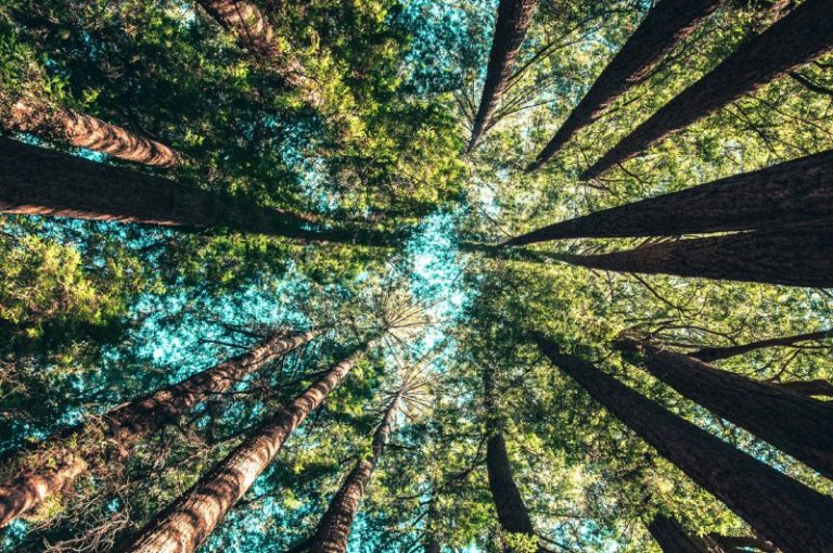 Le CAC40 accuse un retard dans ses plans de transition écologique et de biodiversité