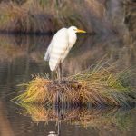 Pêche au Gué de selle : création d’une association et nouvelle carte de pêche